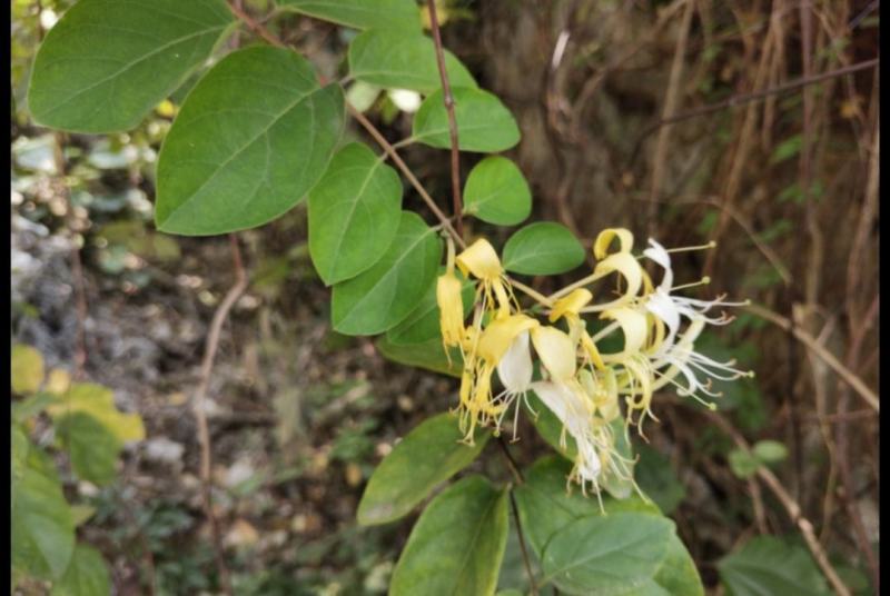 山银花成品干花产地直销一件代发质量有保证