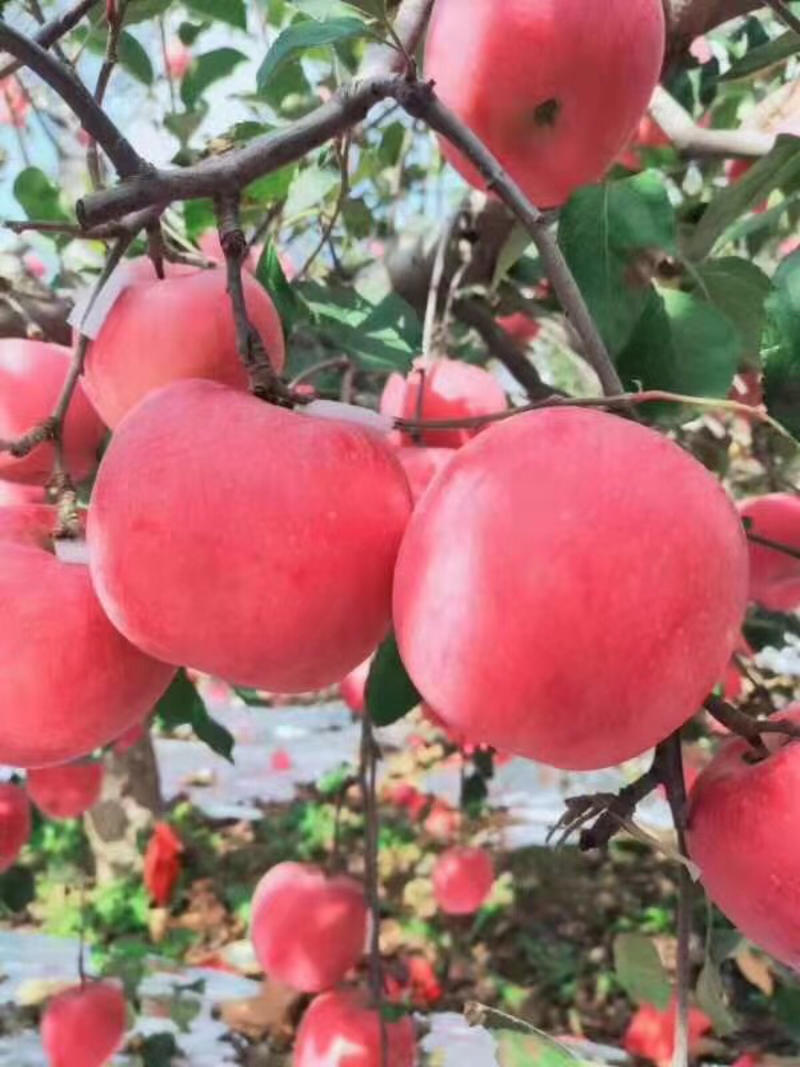 [热卖]山东烟台红富士苹果干苹果干果干产地直发
