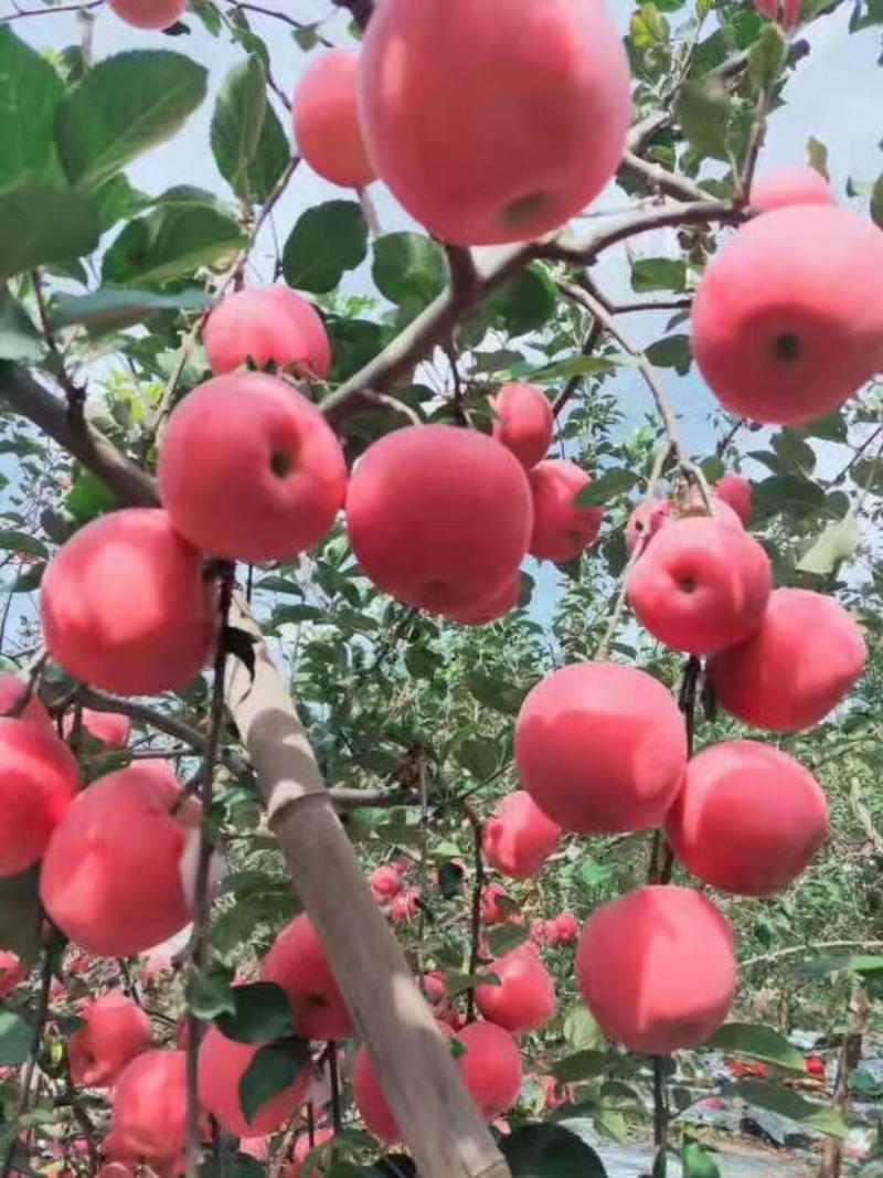 [热卖]山东烟台红富士苹果干苹果干果干产地直发