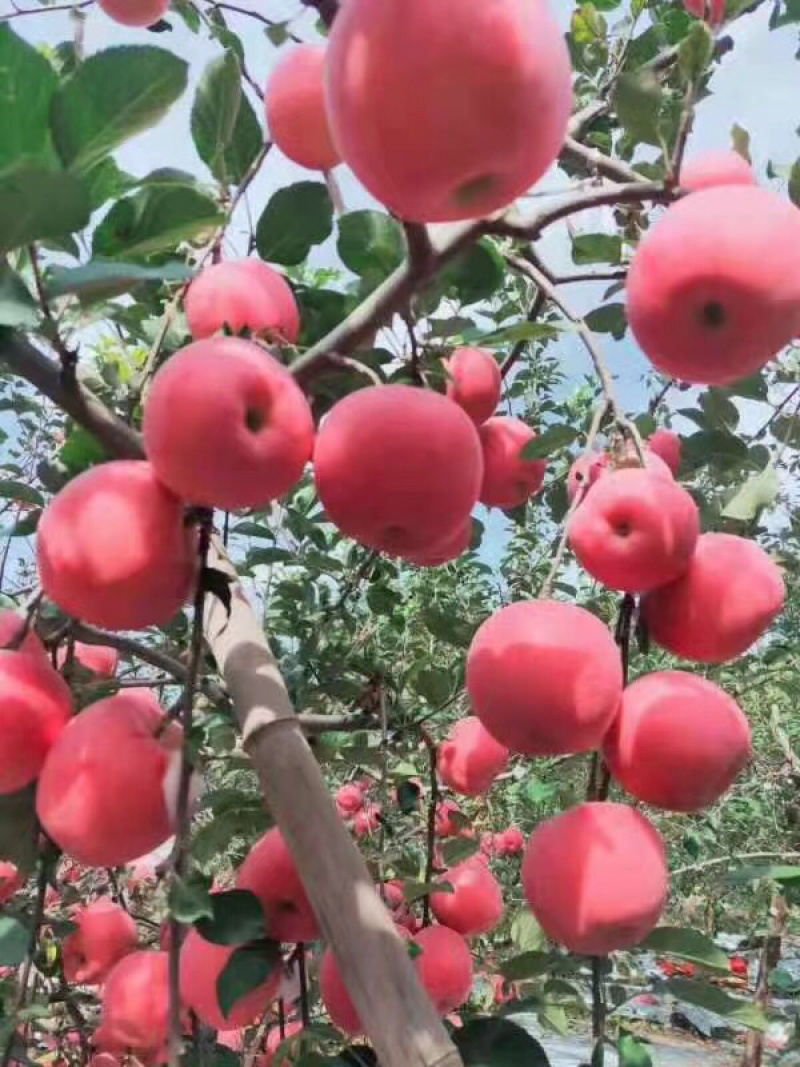 [热卖]山东烟台红富士苹果干苹果干果干产地直发