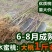 优质桃树苗水蜜桃黄桃毛桃油桃嫁接桃树苗
