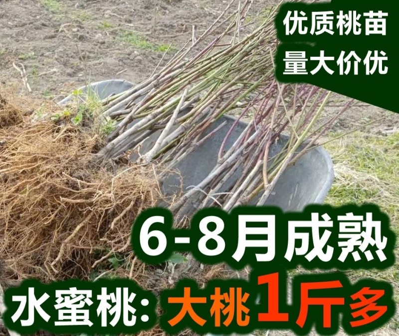 优质桃树苗水蜜桃黄桃毛桃油桃嫁接桃树苗