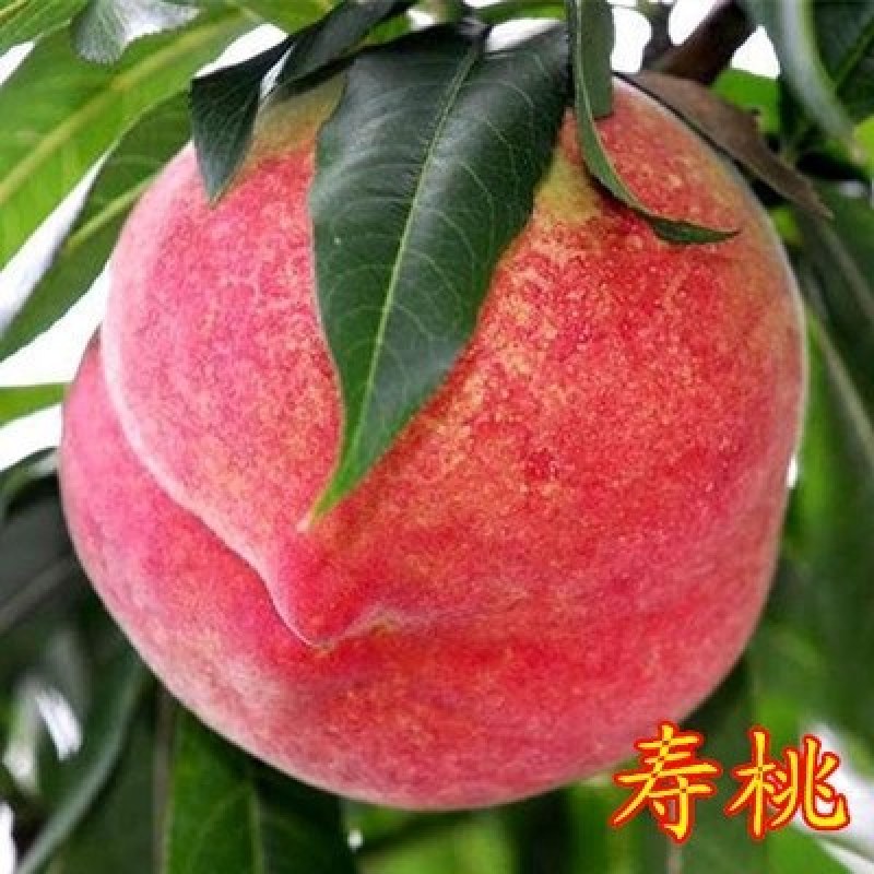 优质桃树苗水蜜桃黄桃毛桃油桃嫁接桃树苗