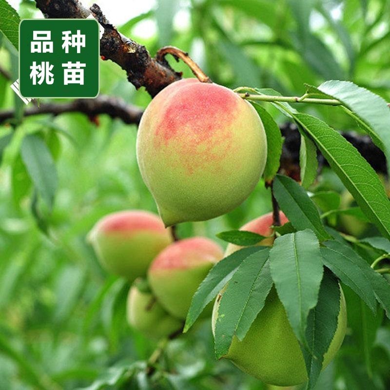 优质桃树苗水蜜桃黄桃毛桃油桃嫁接桃树苗