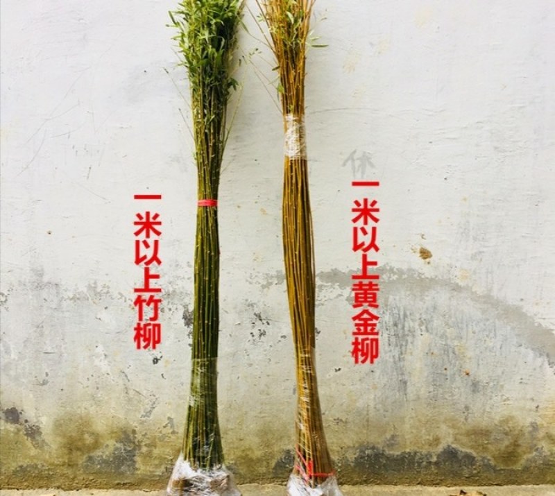 垂柳树苗黄金柳竹柳苗青皮柳树苗大苗小苗齐全