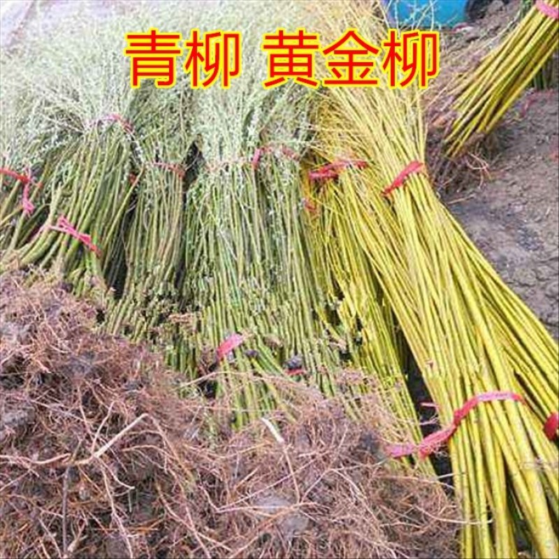 垂柳树苗黄金柳竹柳苗青皮柳树苗大苗小苗齐全