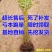 垂柳树苗黄金柳竹柳苗青皮柳树苗大苗小苗齐全