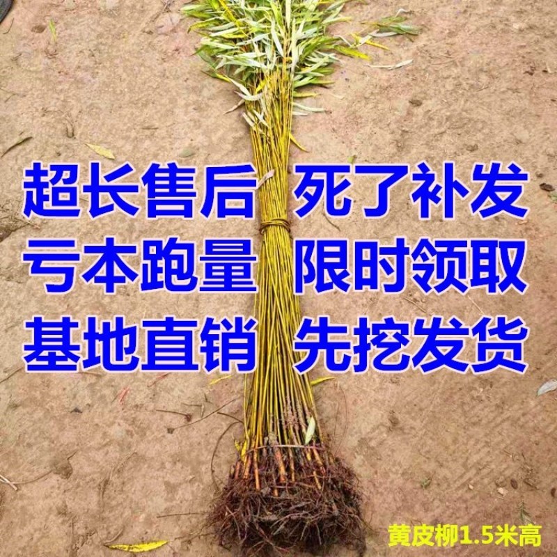 垂柳树苗黄金柳竹柳苗青皮柳树苗大苗小苗齐全
