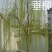 柳树苗垂柳树苗黄金柳树苗养金蝉树苗，竹柳树苗，青柳