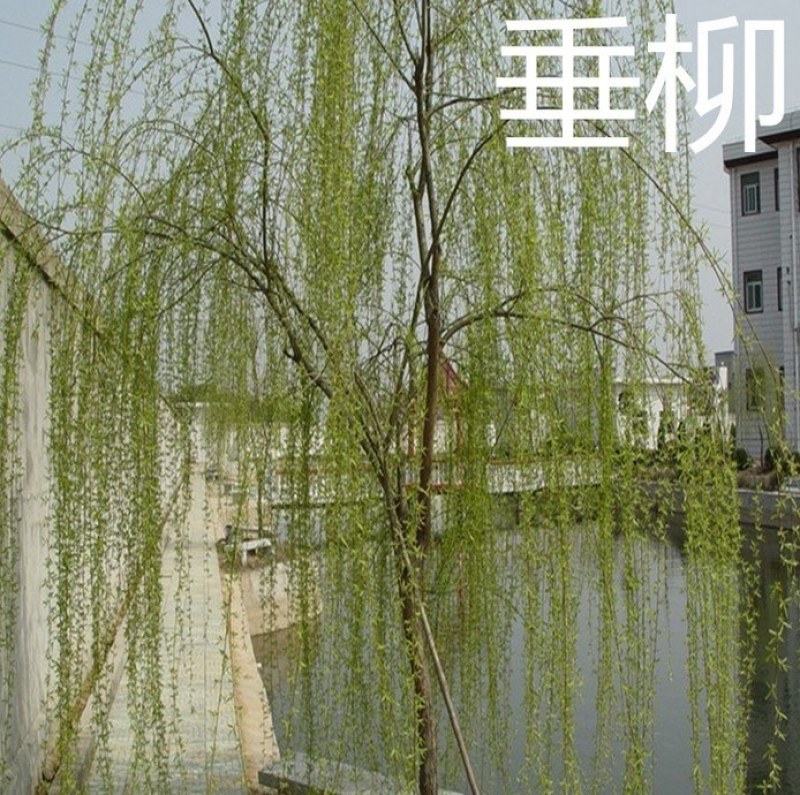 柳树苗垂柳树苗黄金柳树苗养金蝉树苗，竹柳树苗，青柳