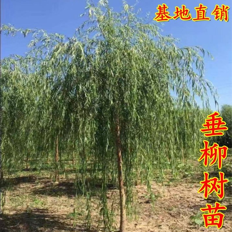 柳树苗垂柳树苗黄金柳树苗养金蝉树苗，竹柳树苗，青柳
