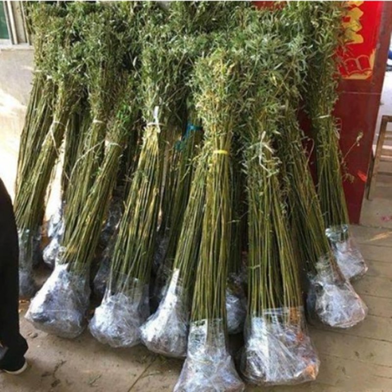柳树苗垂柳树苗黄金柳树苗养金蝉树苗，竹柳树苗，青柳