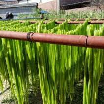 云南大理宾川贡菜莴笋干天然晾晒口感好质量好