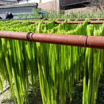 云南大理宾川贡菜莴笋干天然晾晒口感好质量好