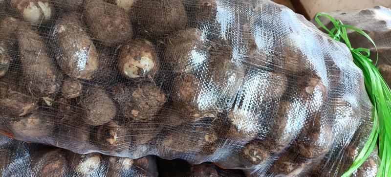 [芋头]山东8520芋头大量上市产量高品质好，价格便宜