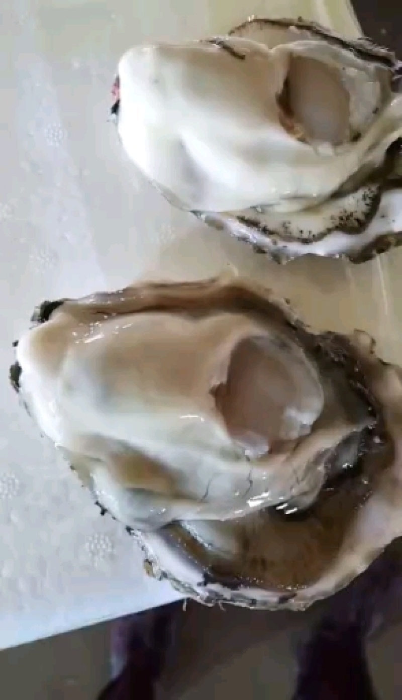 乳山精品蚝肥度9成三倍体薄壳显个全规格走货价好