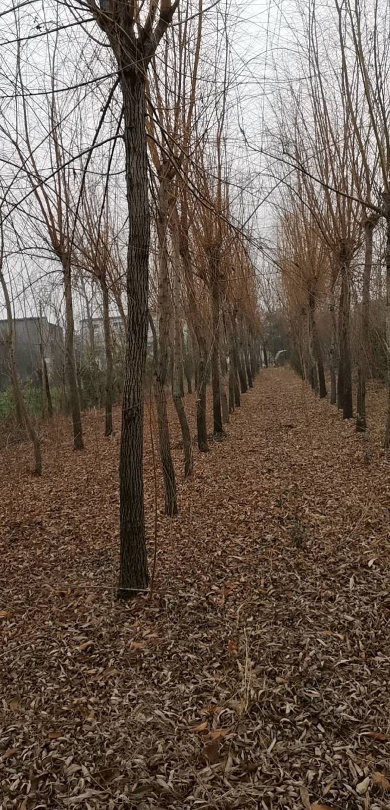 出售黄金垂柳二百棵（河南驻马店）