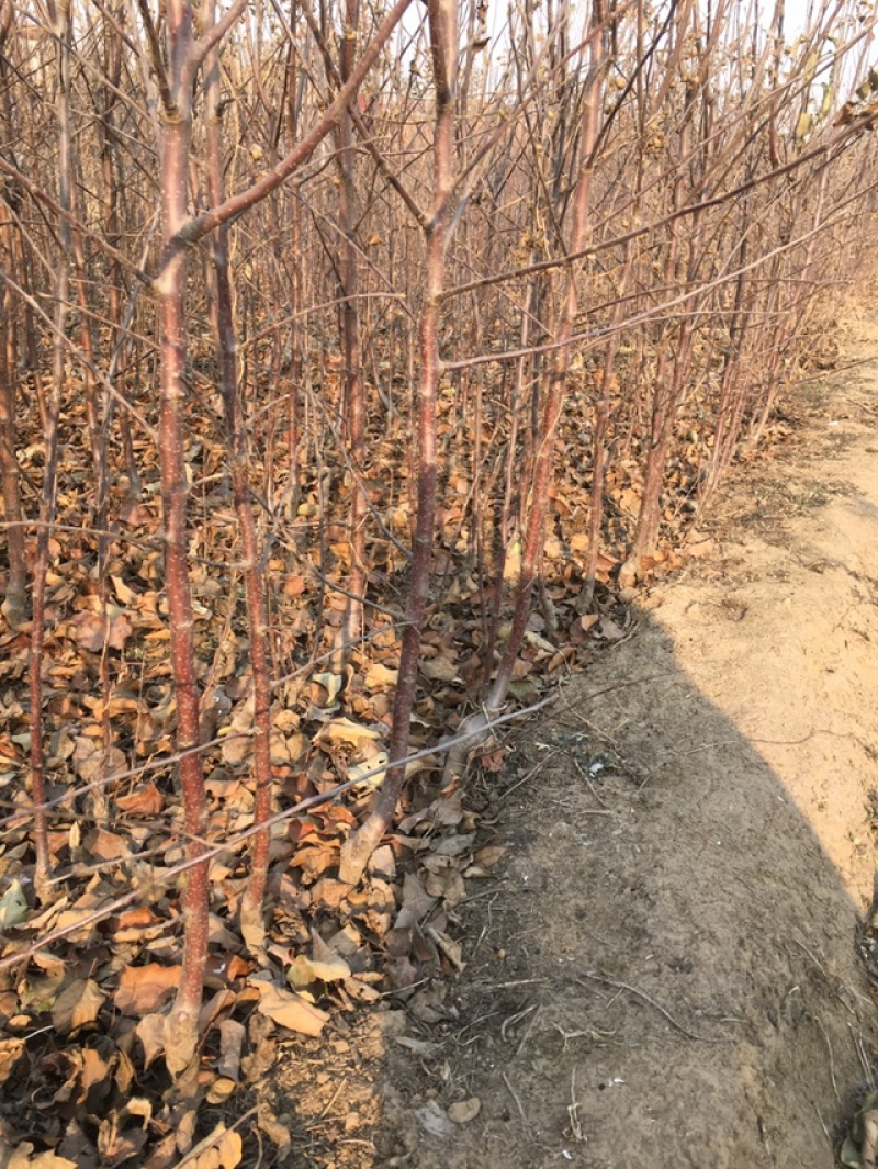 出售天红2号苹果苗八棱海棠苗嫁接，根系发达