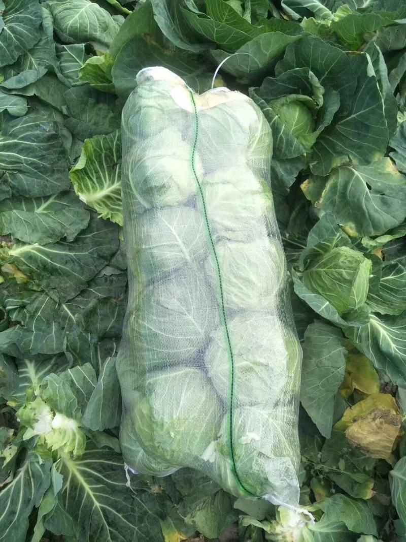 湖北嘉鱼潘家湾刘国林甘蓝圆包菜卷心菜大量供货，产地直发！