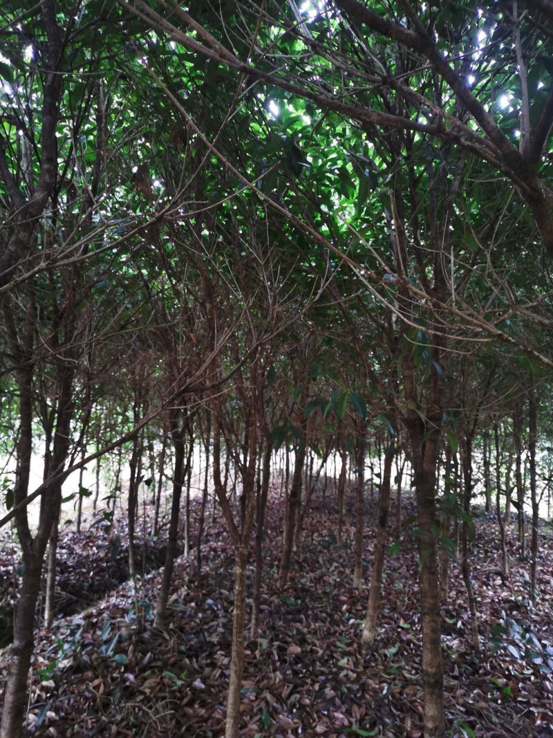 产地直销桂花树，大小规格齐全，量大从优，欢迎选购。