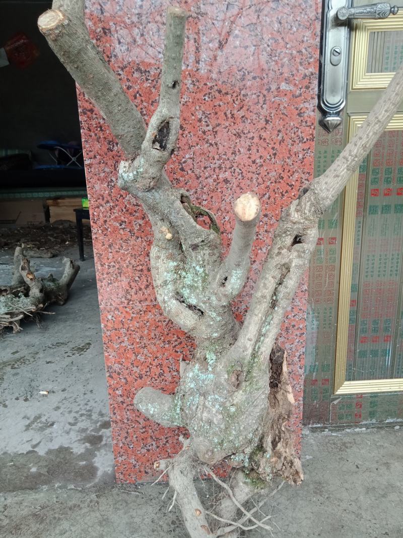 腊梅盆景小老桩，盆栽，盆景素材。