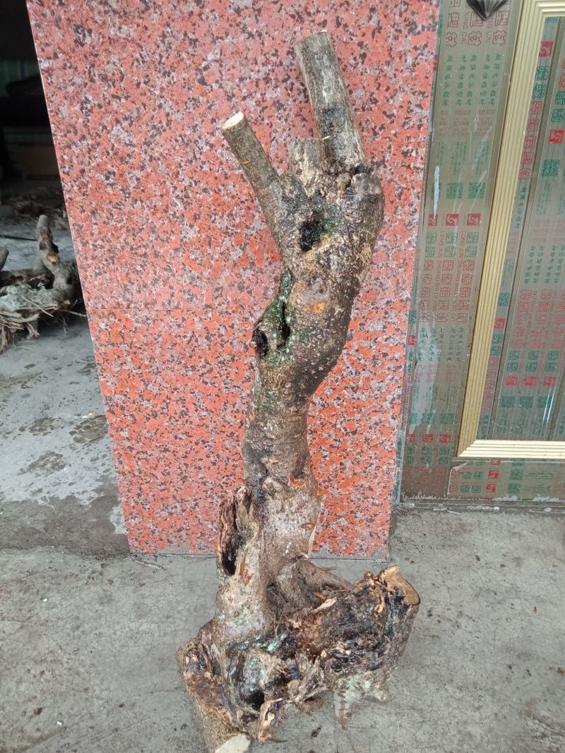 腊梅盆景小老桩，盆栽，盆景素材。