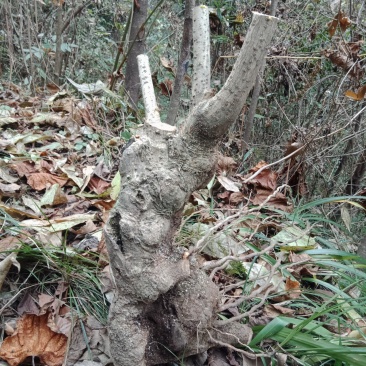 腊梅盆景小老桩，盆栽，盆景素材。