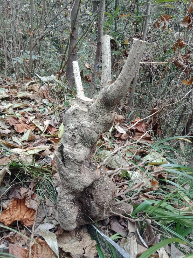 腊梅盆景小老桩，盆栽，盆景素材。