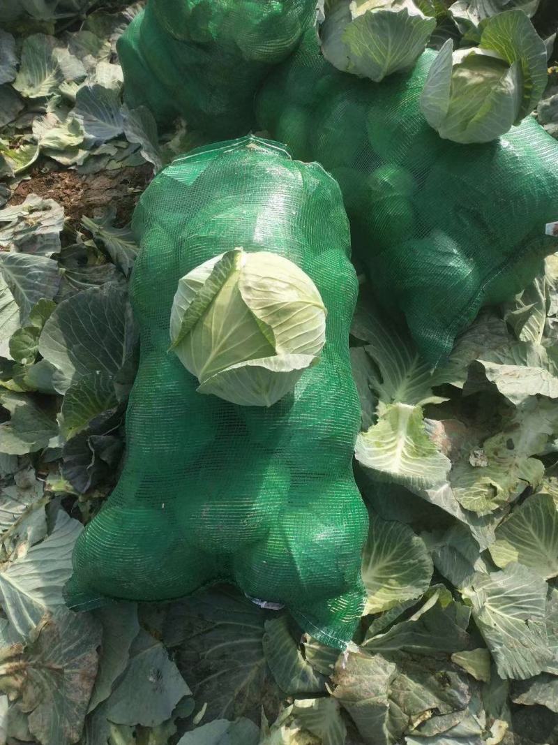 湖北嘉鱼潘家湾刘国林甘蓝圆包菜卷心菜大量供货，产地直发！