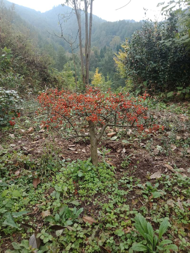 盆景素材下山桩火棘盆景