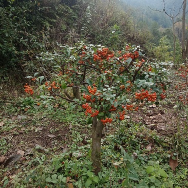 盆景素材下山桩火棘盆景