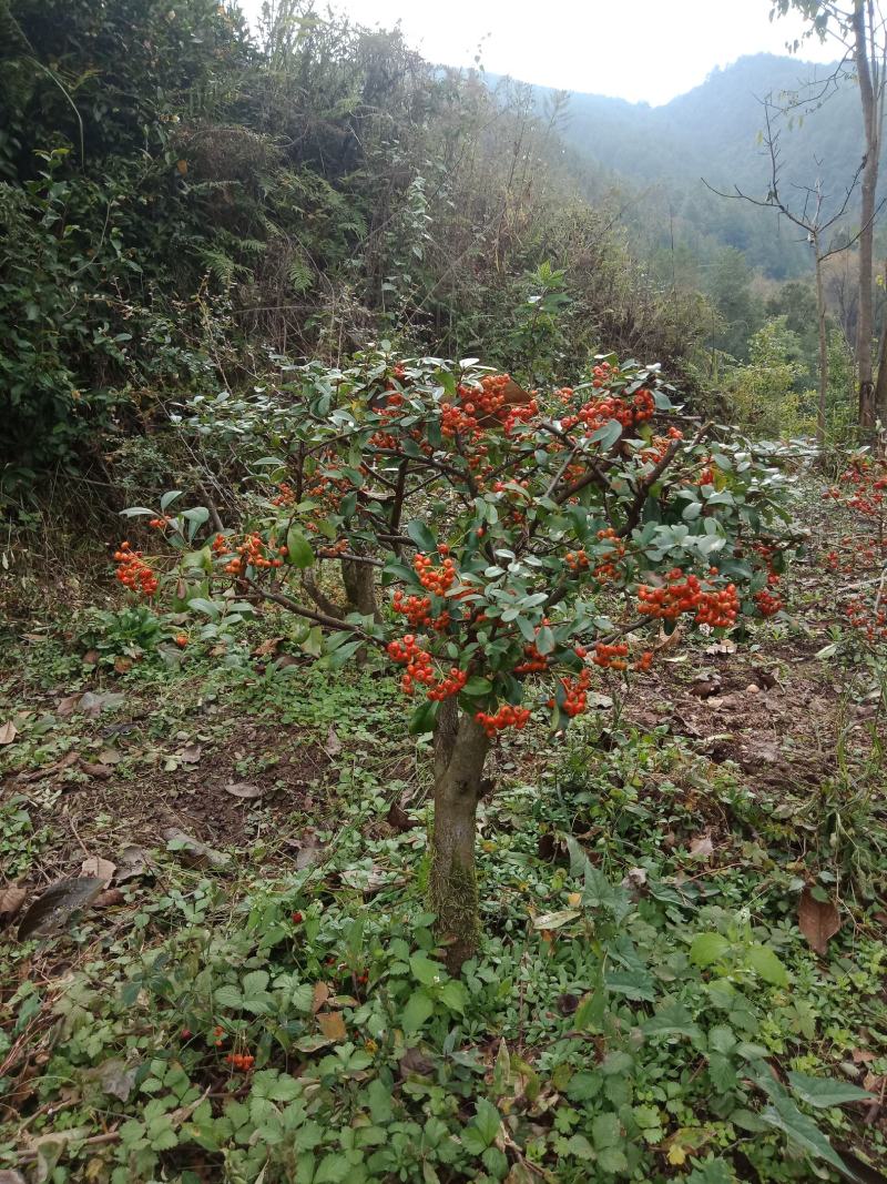 盆景素材下山桩火棘盆景