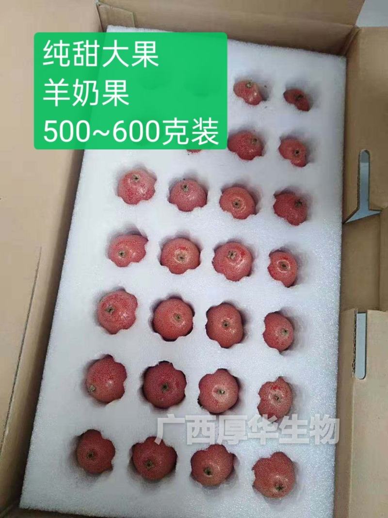 华俄航育1号纯甜大果-羊奶果树苗，用专业助您一举成功！