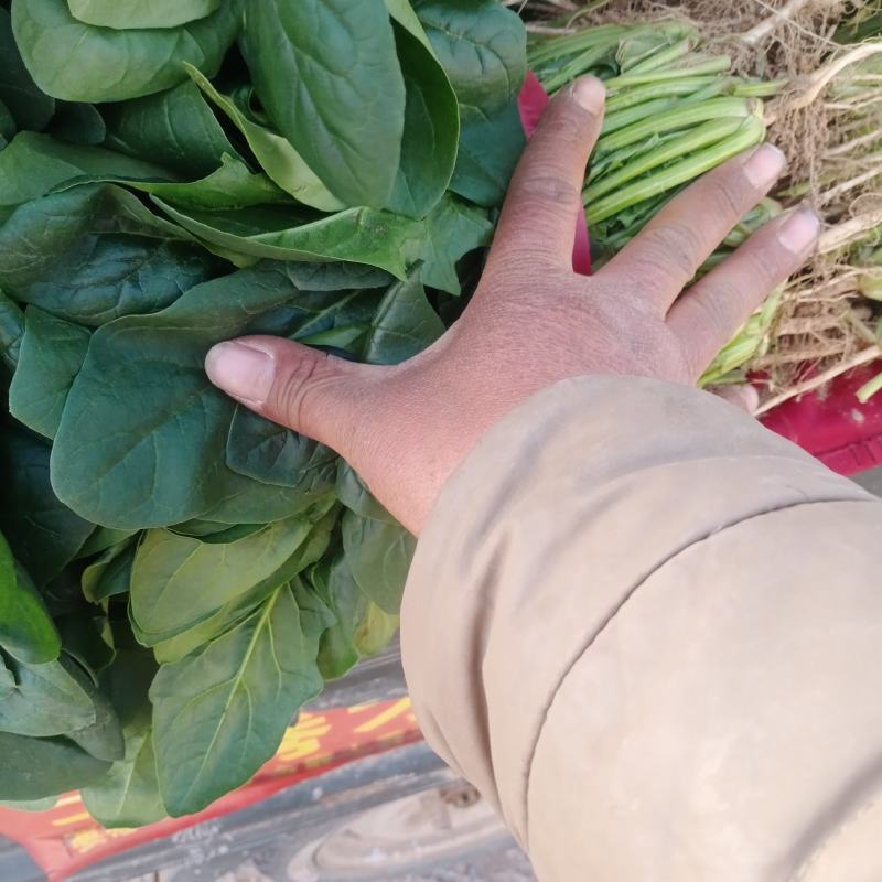 精品菠菜产地直发诚信商家保质保量欢迎各大商家来采购