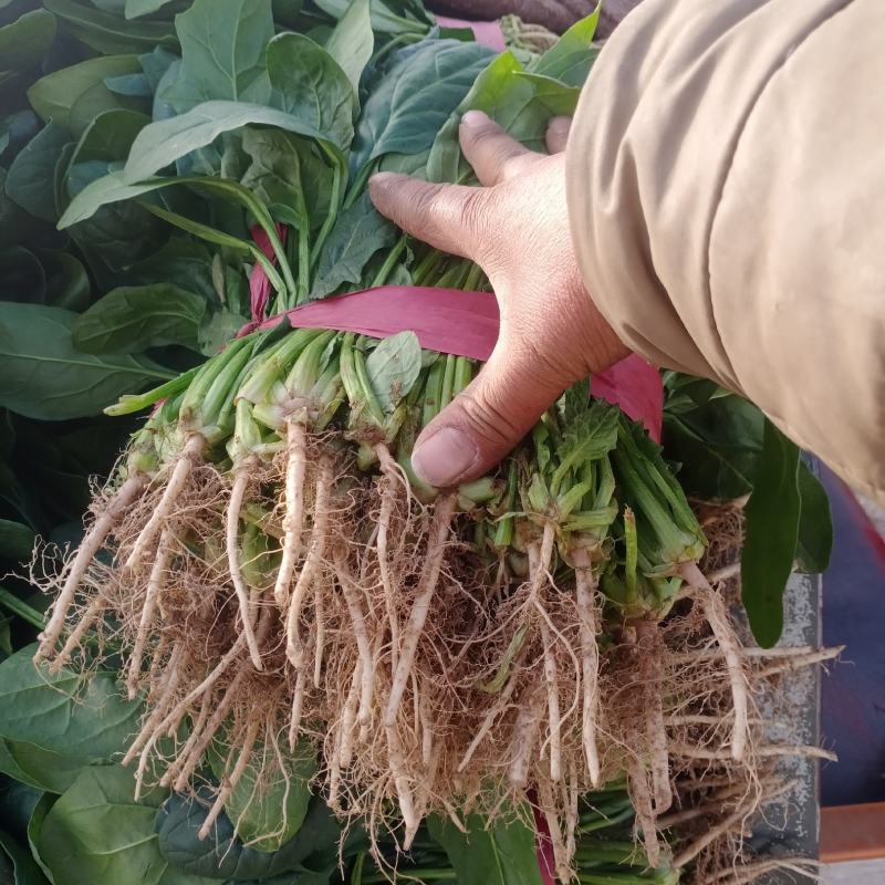 精品菠菜产地直发诚信商家保质保量欢迎各大商家来采购