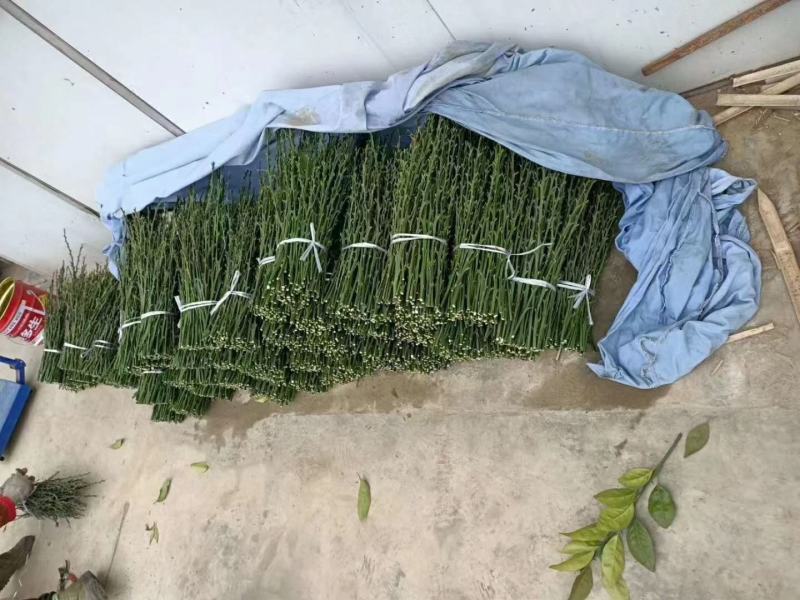 黄美人柑橘枝条，100亩黄美人种植基欢迎实地考察。包邮