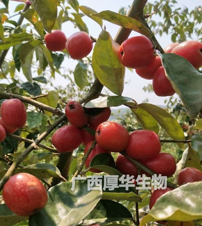 华俄航育1号纯甜大果-羊奶果树苗，用专业助您一举成功！