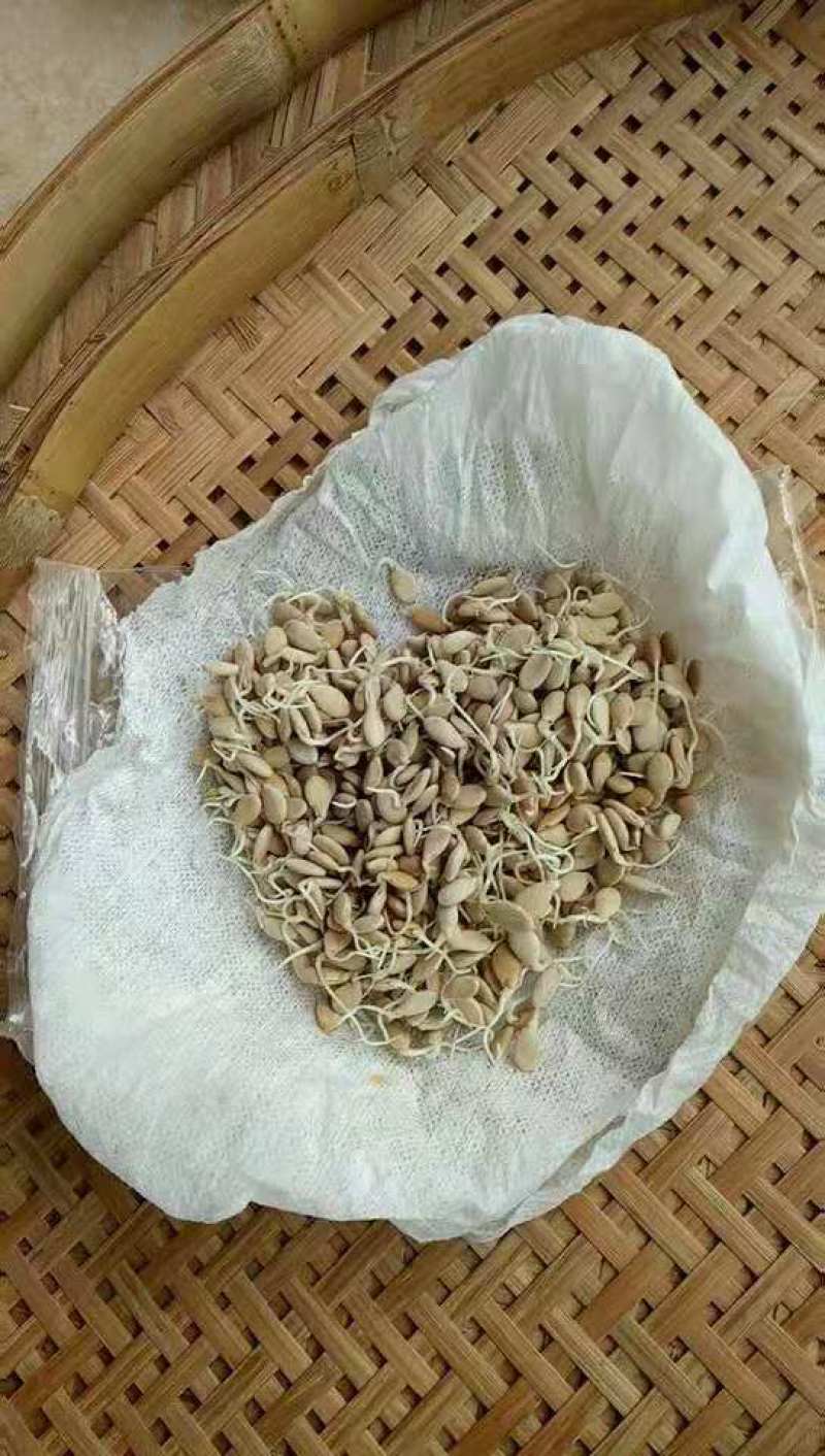 抗病高产铁心冬瓜种子，吊瓜地瓜都可以种植，可常年供应