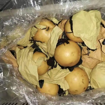 冠县晚秋梨，个大，口感好，欢迎选购。