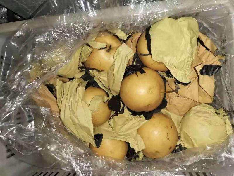 冠县晚秋梨，个大，口感好，欢迎选购。