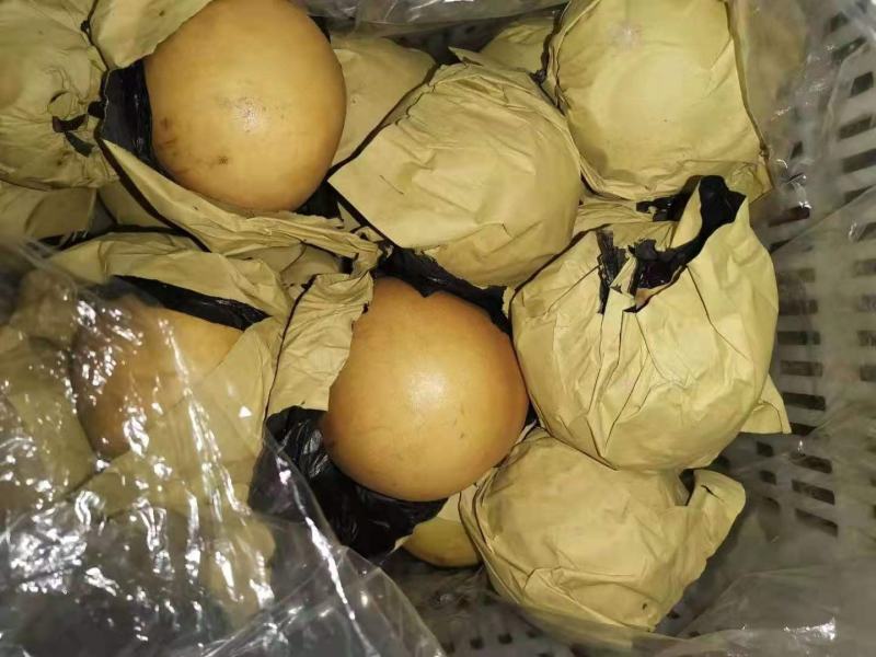 冠县晚秋梨，个大，口感好，欢迎选购。