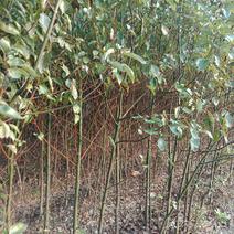 香樟树小苗现挖基地现发保湿发货绿化占地种植