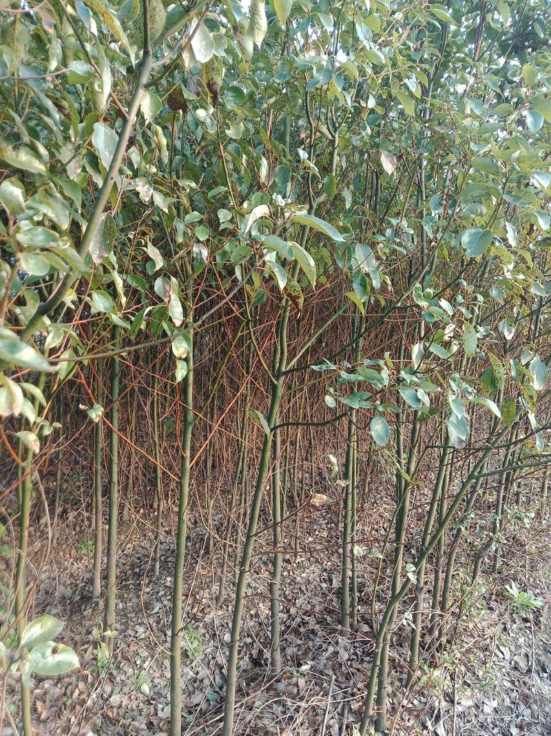 香樟树小苗现挖基地现发保湿发货绿化占地种植