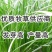进口多年生鲁梅克斯紫云英草木樨狗尾草沙打旺牛羊鹅四季牧草