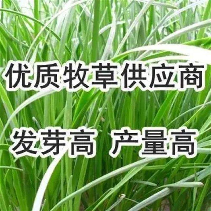 进口多年生鲁梅克斯紫云英草木樨狗尾草沙打旺牛羊鹅四季牧草