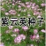 进口多年生鲁梅克斯紫云英草木樨狗尾草沙打旺牛羊鹅四季牧草