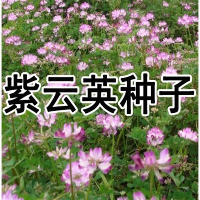 进口多年生鲁梅克斯紫云英草木樨狗尾草沙打旺牛羊鹅四季牧草