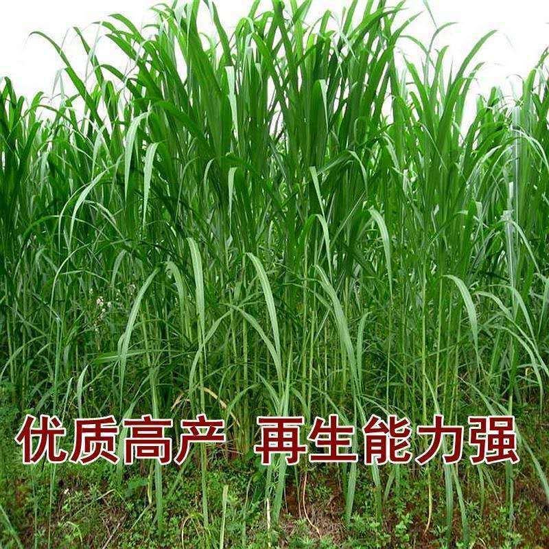 进口多年生鲁梅克斯紫云英草木樨狗尾草沙打旺牛羊鹅四季牧草