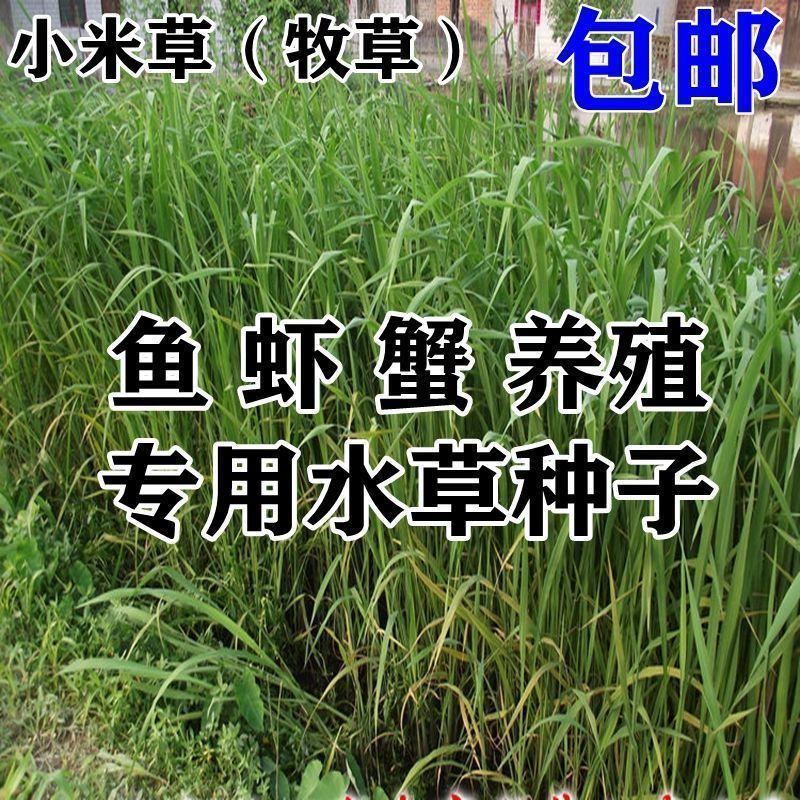进口多年生鲁梅克斯紫云英草木樨狗尾草沙打旺牛羊鹅四季牧草
