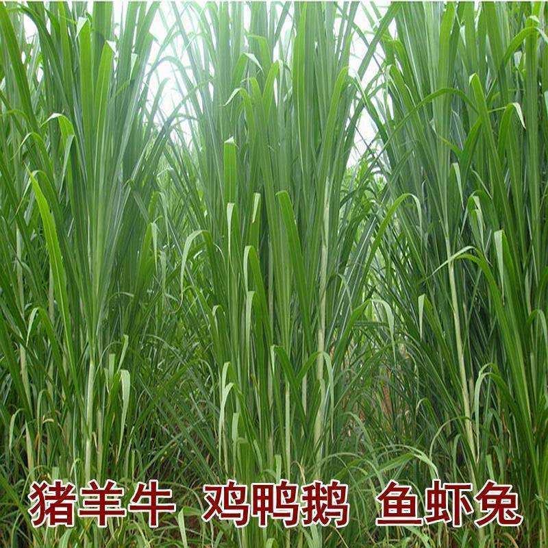 进口多年生鲁梅克斯紫云英草木樨狗尾草沙打旺牛羊鹅四季牧草